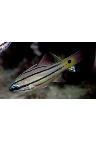 APOGON ANGUSTATUS