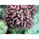 pocillopora