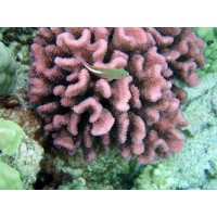 pocillopora