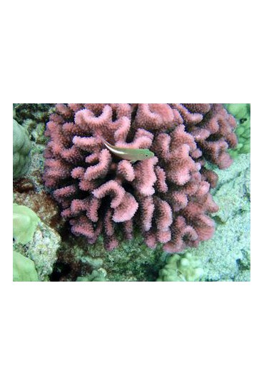 pocillopora