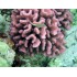 POCILLOPORA