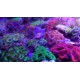 ACANTHASTREA LORDHOWENSIS