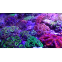 ACANTHASTREA LORDHOWENSIS
