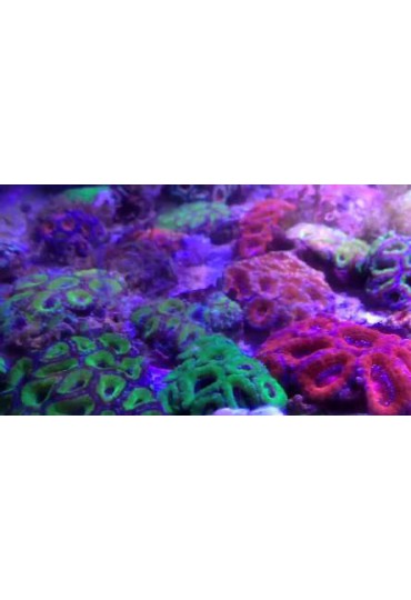 ACANTHASTREA LORDHOWENSIS ACANTHASTREA LORDHOWENSIS
