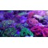 ACANTHASTREA LORDHOWENSIS
