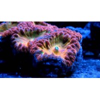 BLASTOMUSSA WELLSI