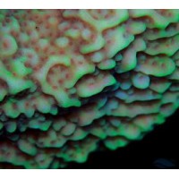 MONTIPORA AUSSIE