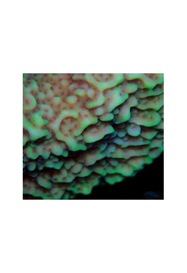 MONTIPORA AUSSIE MONTIPORA AUSSIE