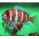 FRONTOSA ROJA