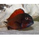 TROPHEUS MOORII MOLIRO