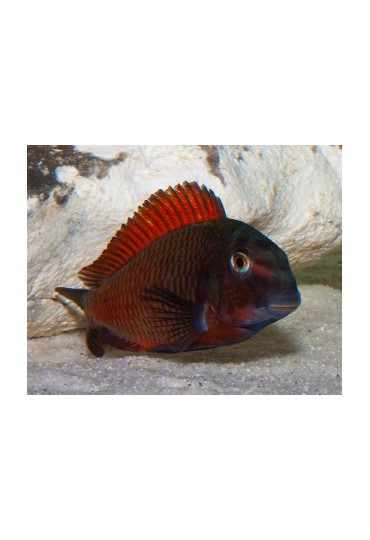 TROPHEUS MOORII MOLIRO