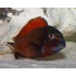 TROPHEUS MOORII MOLIRO