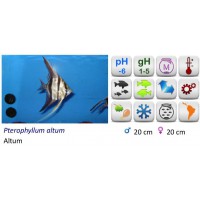 ESCALAR ALTUM PERUENSIS