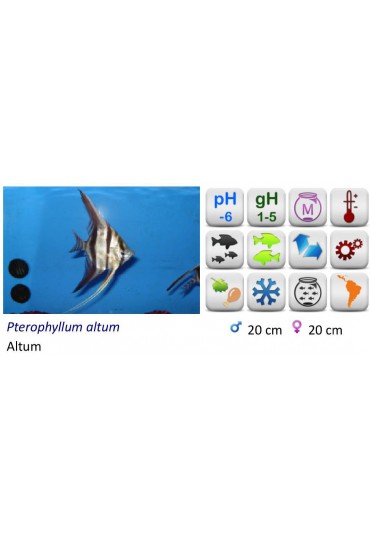 ESCALAR ALTUM PERUENSIS
