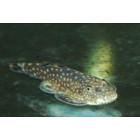 PLECOSTOMUS DE BORNEO