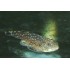 PLECOSTOMUS DE BORNEO