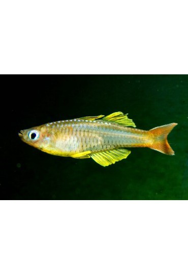 PSEUDOMUGIL IVANTSOFFI
