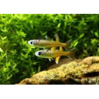 PSEUDOMUGIL SIGNIFER