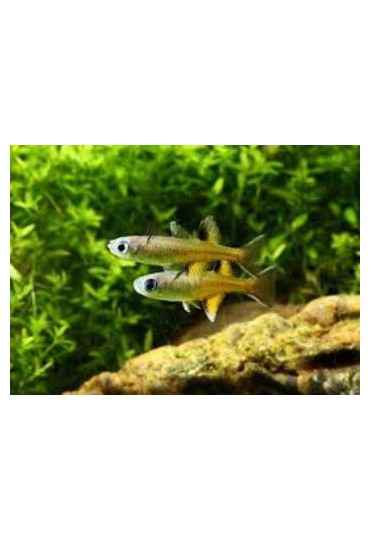 PSEUDOMUGIL SIGNIFER