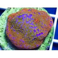MONTIPORA MULTICOLOR ESQUEJE