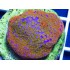 MONTIPORA MULTICOLOR ESQUEJE