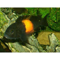 TROPHEUS MOORII BEMBA