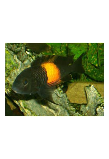 TROPHEUS MOORII BEMBA TROPHEUS MOORII BEMBA