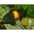 TROPHEUS MOORII BEMBA