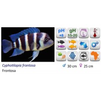 CYNOTILAPIA FRONTOSA