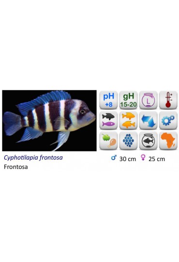 CYNOTILAPIA FRONTOSA CYNOTILAPIA FRONTOSA