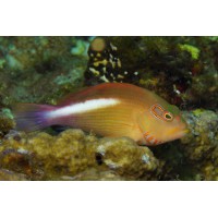 PARACIRRHITES ARCATUS