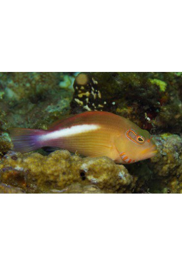 PARACIRRHITES ARCATUS