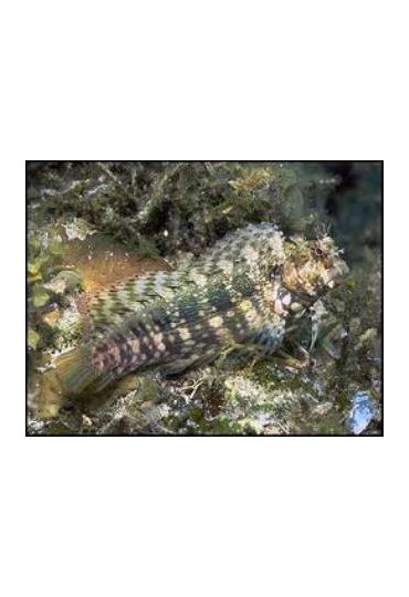 SALARIA FASCIATUS SALARIA FASCIATUS