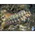 SALARIA FASCIATUS