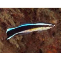 LABROIDES DIMIDIATUS