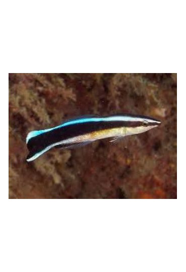 LABROIDES DIMIDIATUS LABROIDES DIMIDIATUS