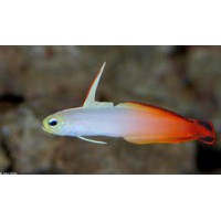 NEMATELEOTRIS MAGNIFICA