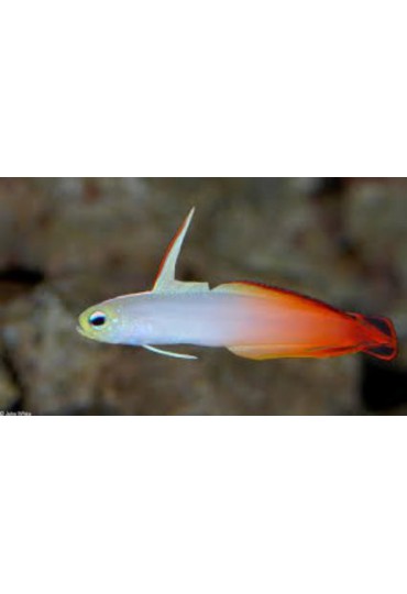 NEMATELEOTRIS MAGNIFICA NEMATELEOTRIS MAGNIFICA