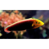 HALICHOERES IRIDIS