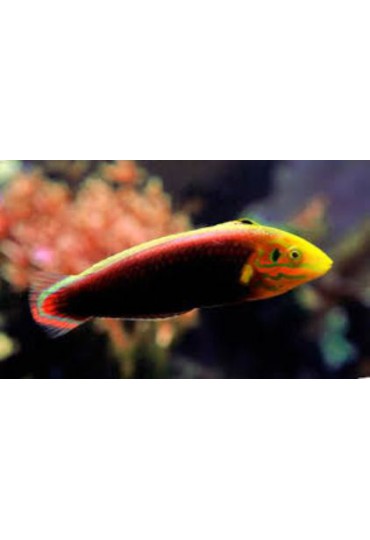 HALICHOERES IRIDIS HALICHOERES IRIDIS