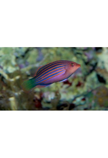 DORYRHAMPHUS EXCISUS