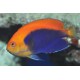 CENTROPYGE ACANTHOPS