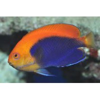 CENTROPYGE ACANTHOPS
