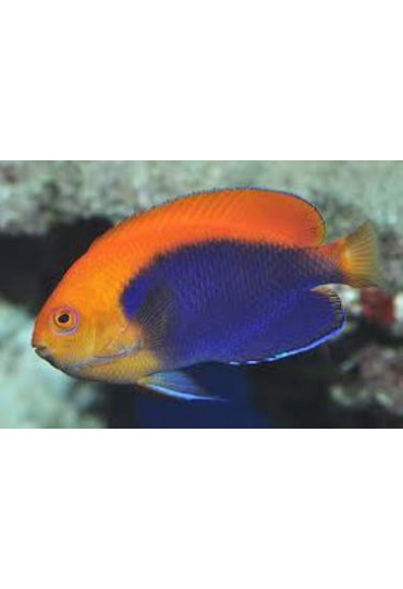 CENTROPYGE ACANTHOPS CENTROPYGE ACANTHOPS