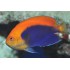 CENTROPYGE ACANTHOPS
