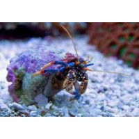 CLIBANARIUS TRICOLOR