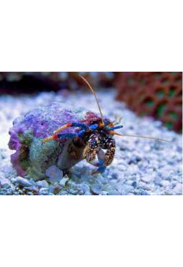 CLIBANARIUS TRICOLOR CLIBANARIUS TRICOLOR