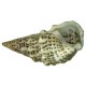 CERITHIUM LITERATUM
