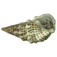 CERITHIUM LITERATUM