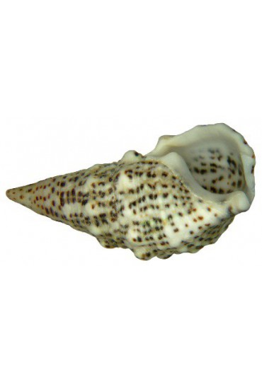 CERITHIUM LITERATUM